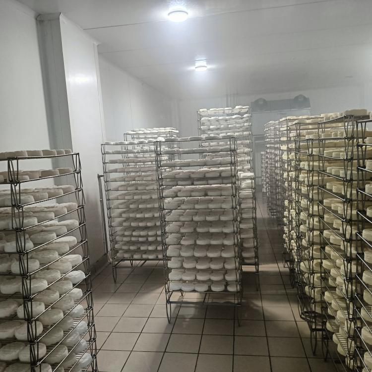 Camembert wheels in the ripening room — Camembert wheels ripening on racks in a controlled-temperature room.